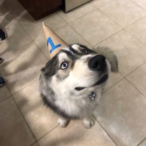 Meet your Posher, Rose